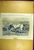 Original Old Antique Print 1880 German Sporting Dog Shooting Sport Victorian