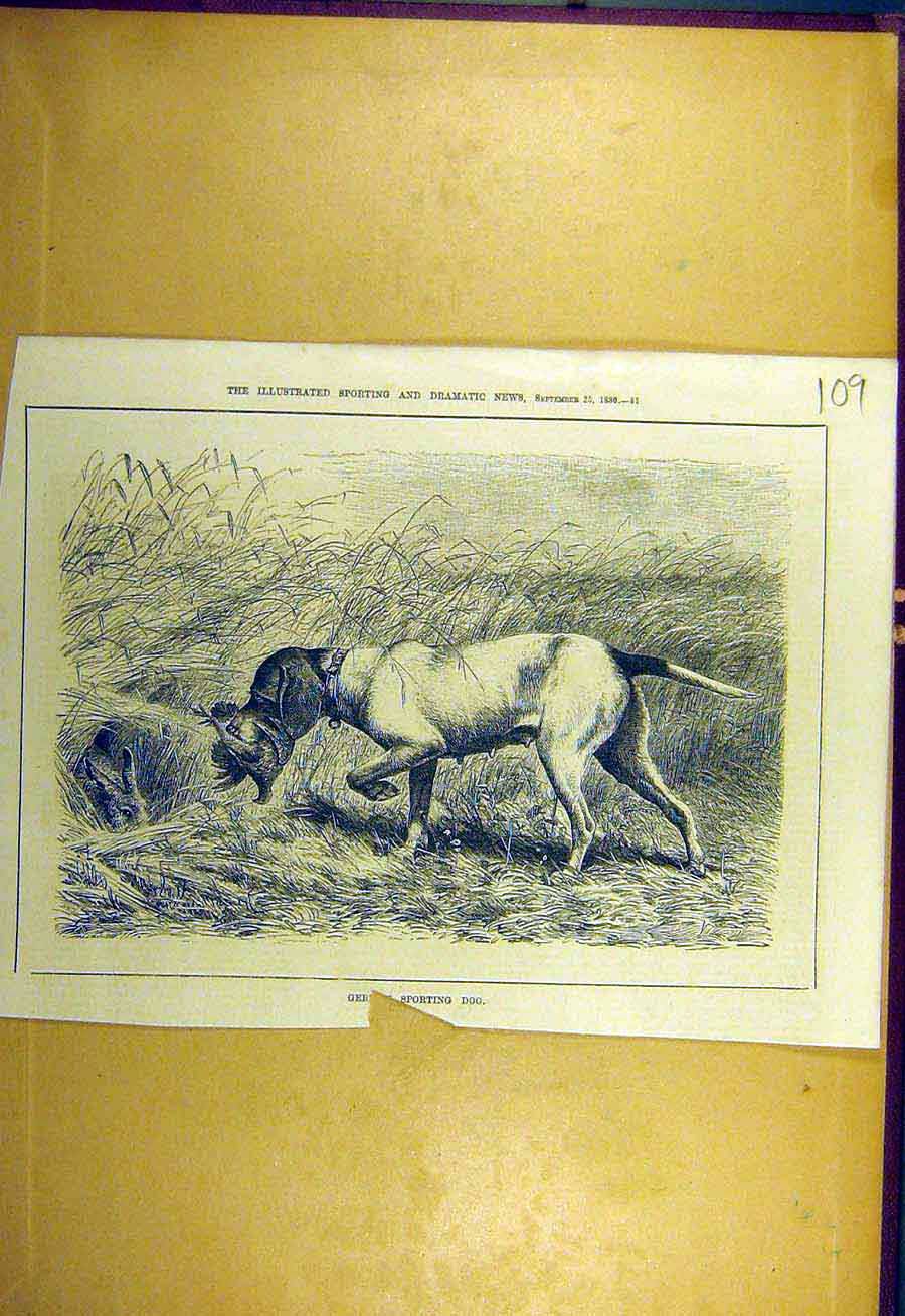 Original Old Antique Print 1880 German Sporting Dog Shooting Sport Victorian