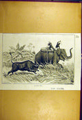 Original Old Antique Print 1889 Nasty Shot Elephant Buffalo Animal Hunting Sport