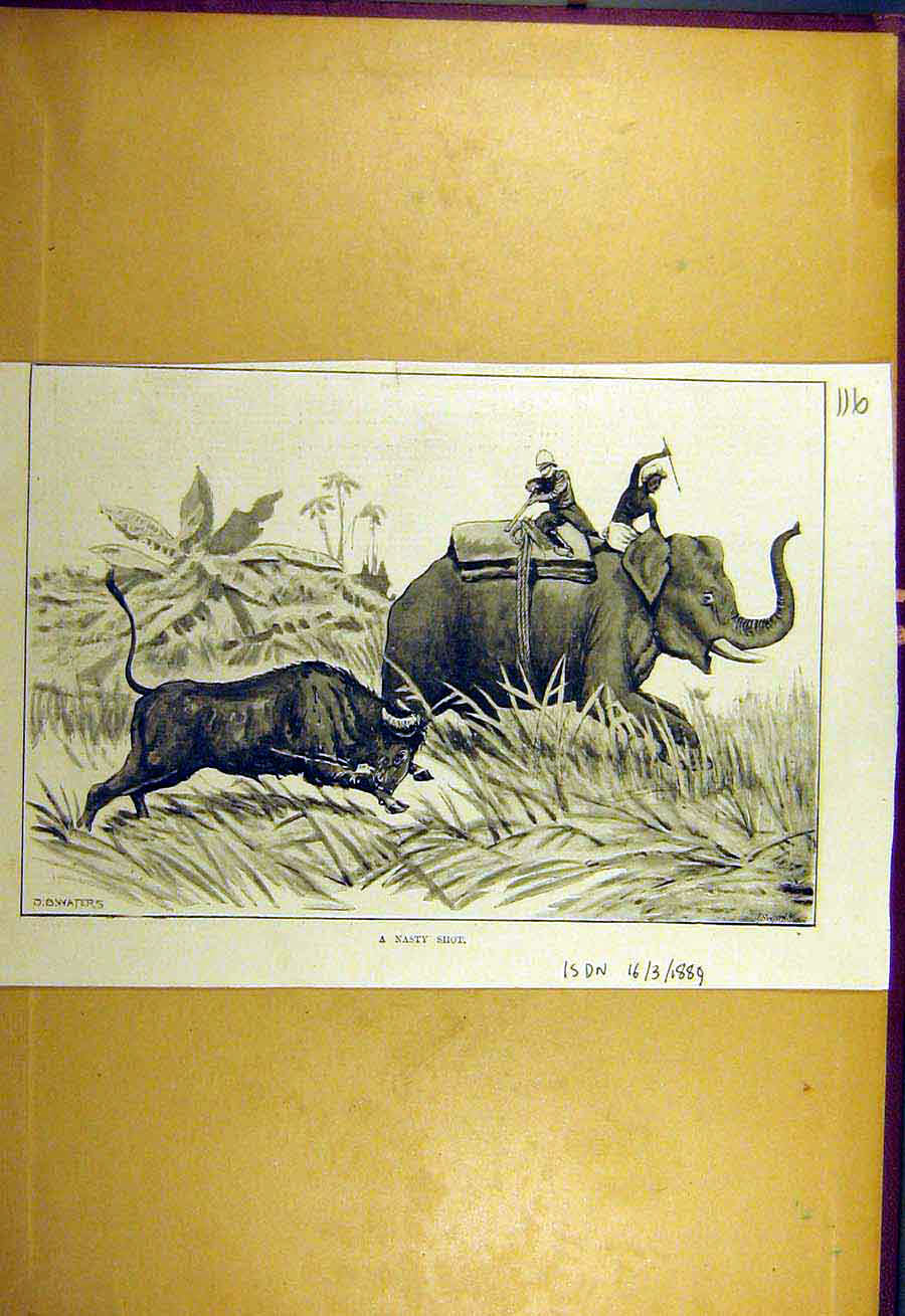 Original Old Antique Print 1889 Nasty Shot Elephant Buffalo Animal Hunting Sport