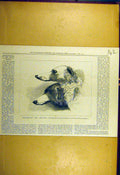 Original Old Antique Print 1877 Melodeteze Moscow Royal Hounds Dogs Sporting