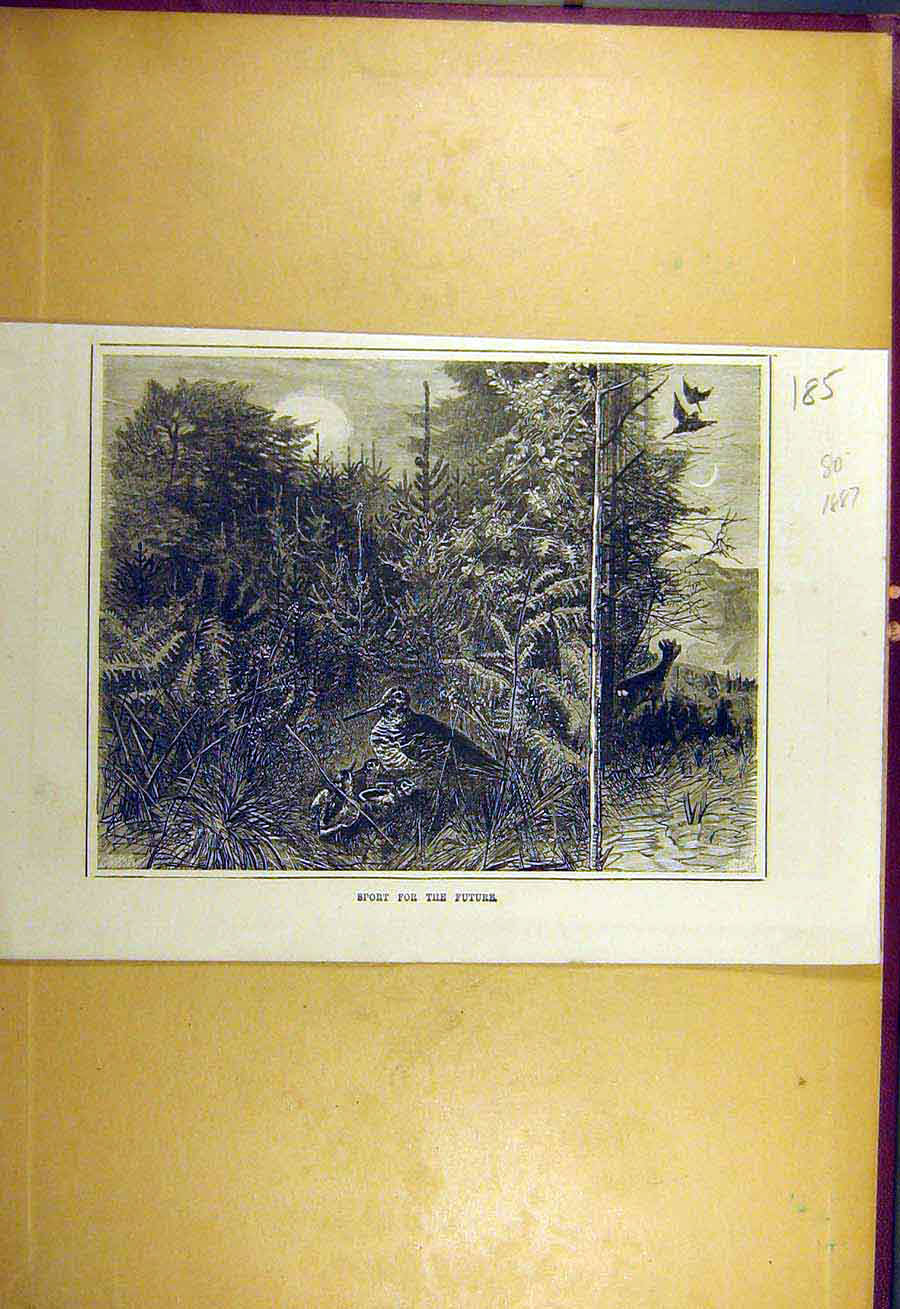Original Old Antique Print 1887 Sport Future Wild-Bird Animal Shooting Victorian