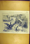 Original Old Antique Print 1886 Autumn Day River Ducks Wooden-Tub Rain Birds