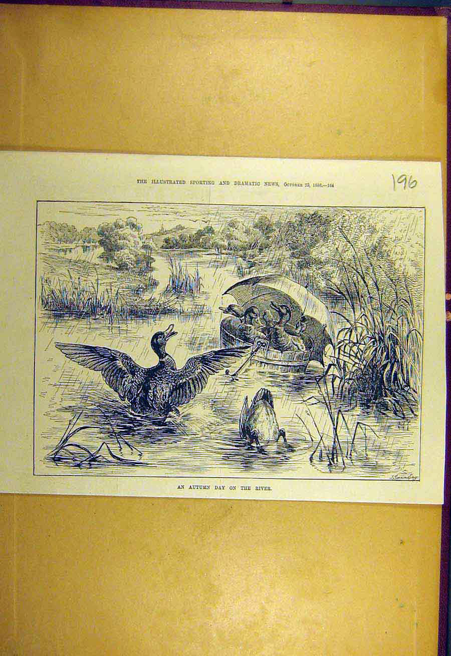 Original Old Antique Print 1886 Autumn Day River Ducks Wooden-Tub Rain Birds