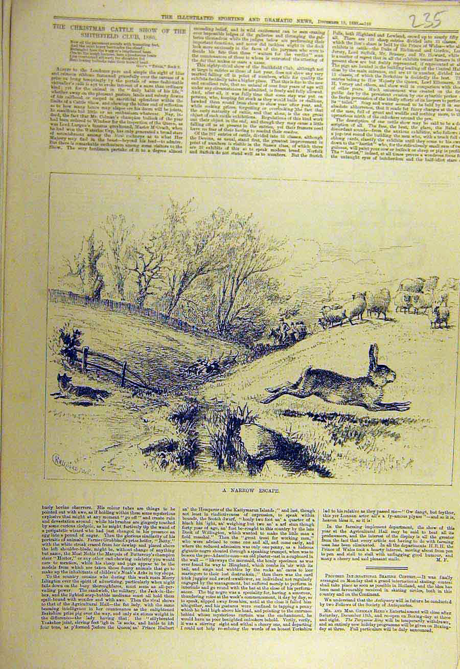 Original Old Antique Print 1880 Narrow Escape Sketch Rabbit Fox-Hunt Sheep Field