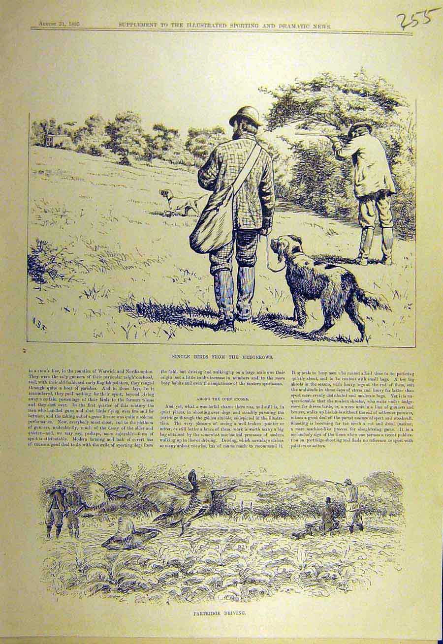 Original Old Antique Print 1895 Hedgrow Shooting Birds Partridge Driving 19th
