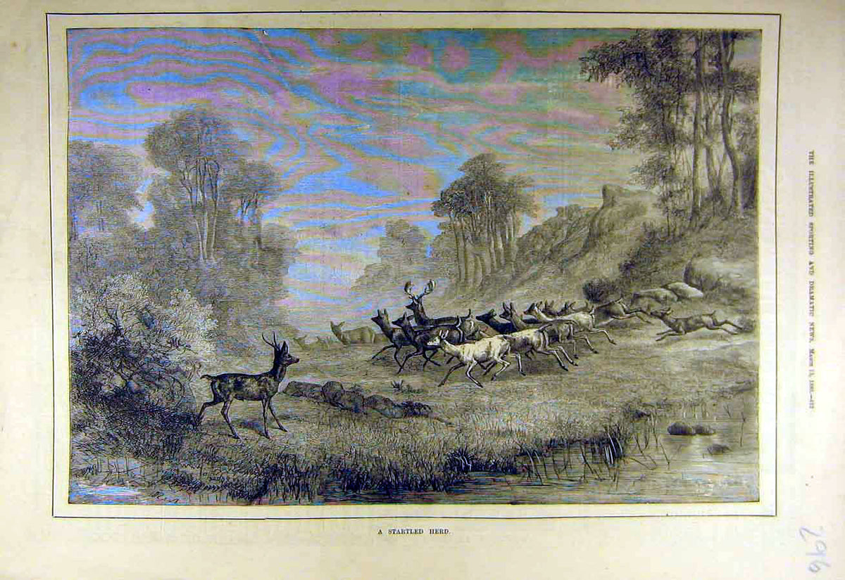 Original Old Antique Print 1880 Startled Herd Deer Forest Animal 19th