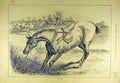 Original Old Antique Print 1880 Parted Horse Rider Refusal Jump Hunter Hunt 19th