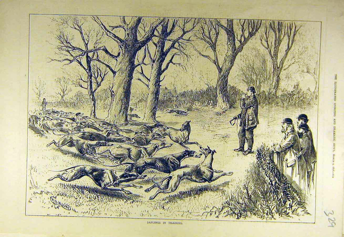 Original Old Antique Print 1878 Saplings Training Hounds Hunt Hunting Sport 19th