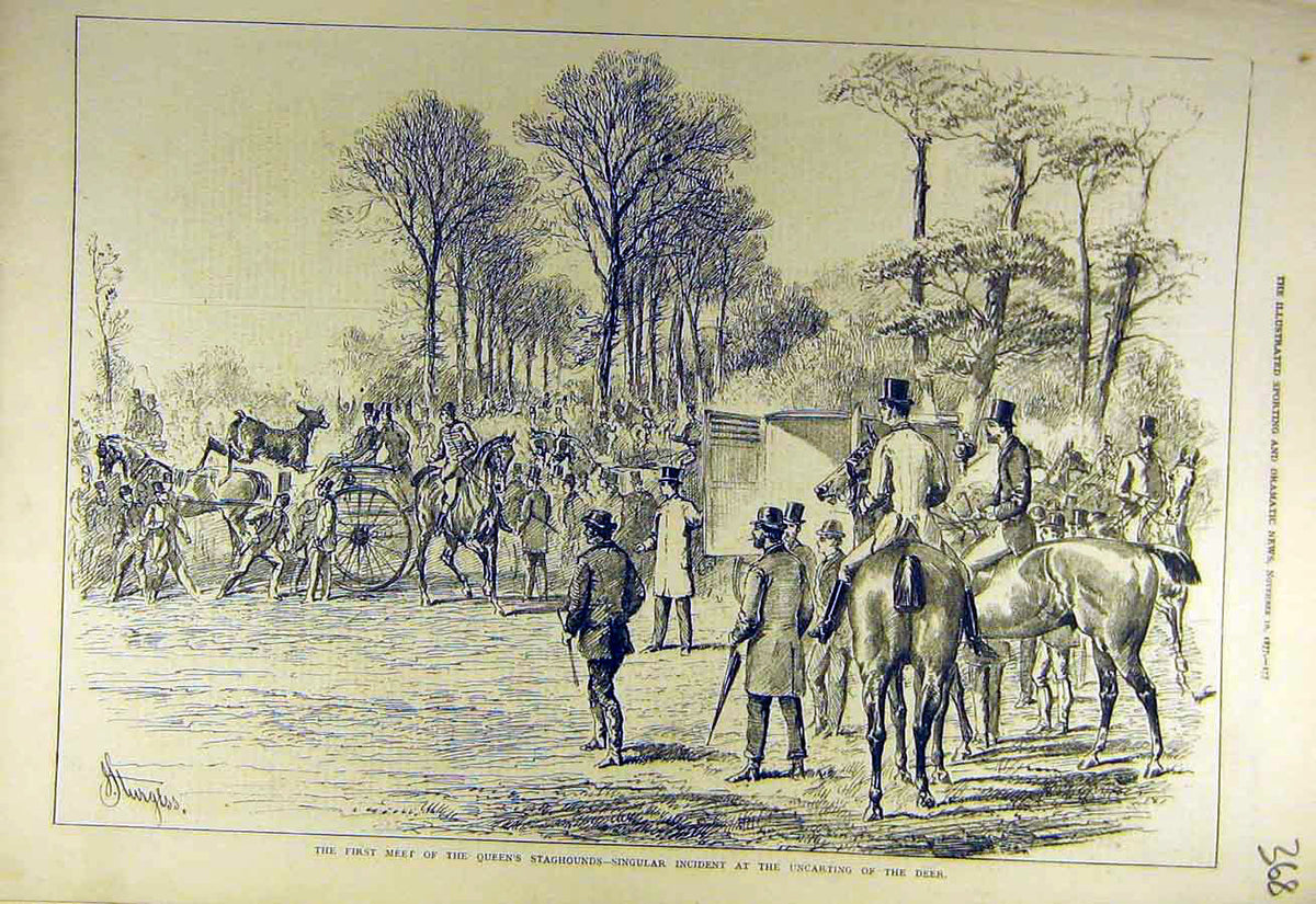Original Old Antique Print 1877 Meet Hunt Queen'S Stag-Hounds Uncarting Deer