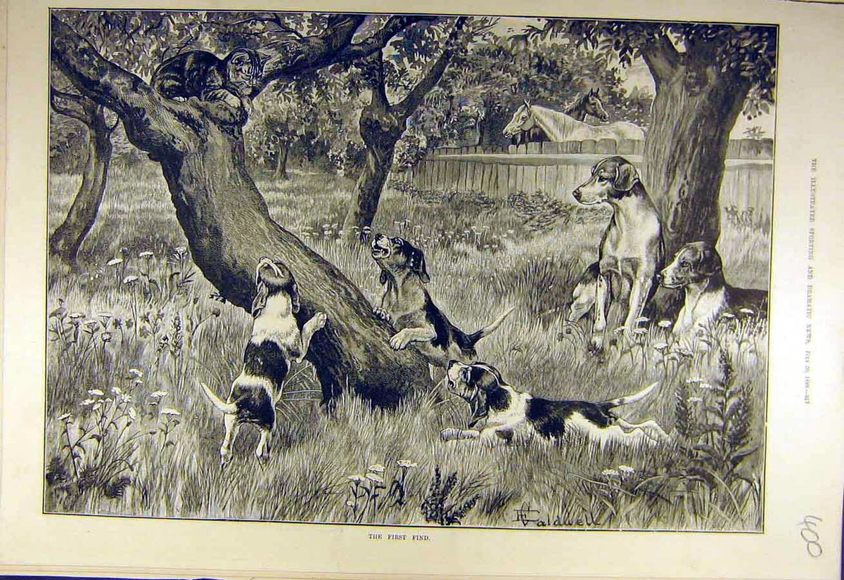 Original Old Antique Print 1889 First-Find Cat Puppies Hounds Field Hunting 19th