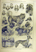 Original Old Antique Print 1884 Royal Dog-Show Dorchester Animal Hound Terrier