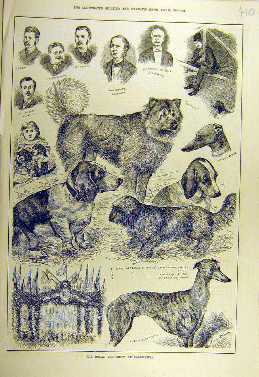 Original Old Antique Print 1884 Royal Dog-Show Dorchester Animal Hound Terrier