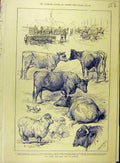 Old Antique Print 1889 East Sussex Lean Stock Show Hastings Cattle Sheep 19th