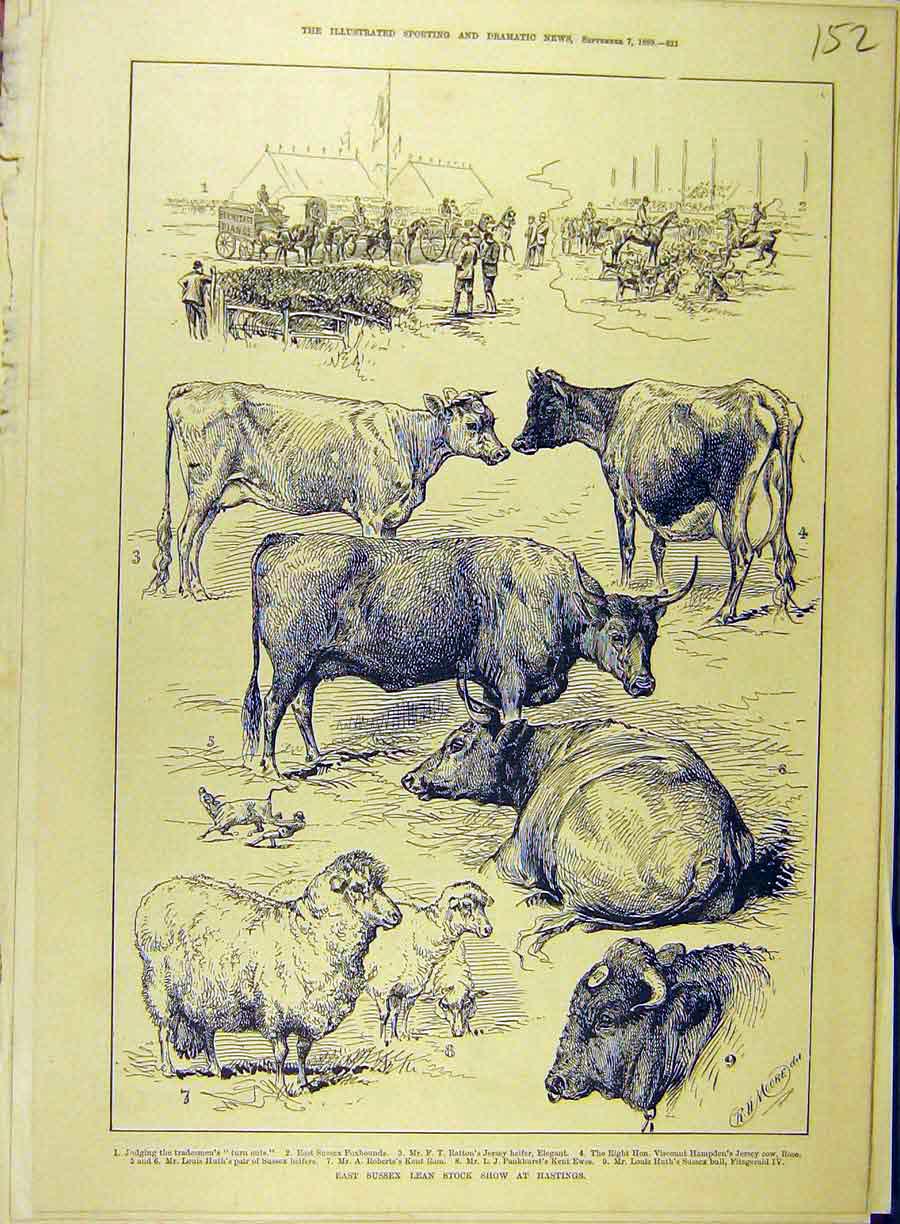 Old Antique Print 1889 East Sussex Lean Stock Show Hastings Cattle Sheep 19th