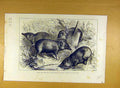 Original Old Antique Print 1882 Pigmy Hogs India Zoo Indian Animal Victorian