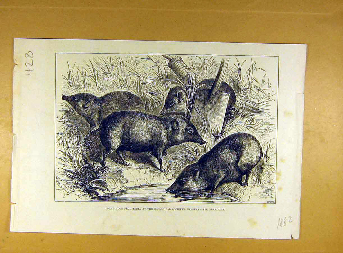 Original Old Antique Print 1882 Pigmy Hogs India Zoo Indian Animal Victorian