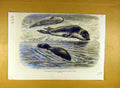 Original Old Antique Print 1870 Bladder-Nosed Seals Zoo Animal Mammal Victorian