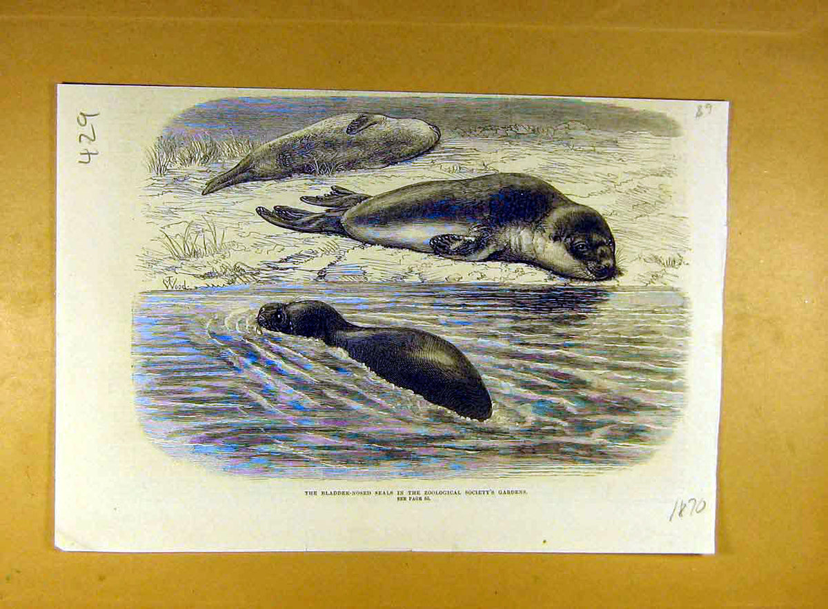 Original Old Antique Print 1870 Bladder-Nosed Seals Zoo Animal Mammal Victorian