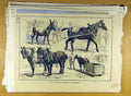 Original Old Antique Print 1884 May Horse Procession Newcastle Animal Victorian