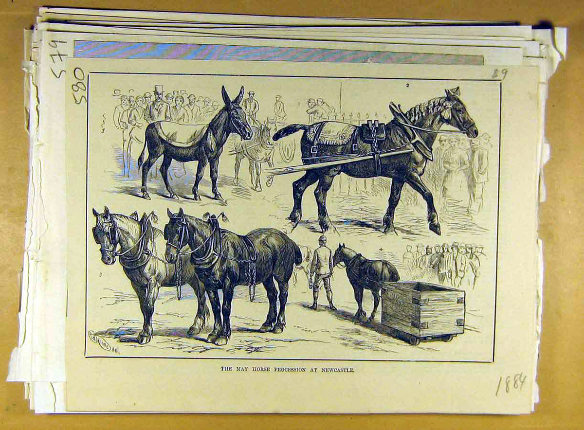 Original Old Antique Print 1884 May Horse Procession Newcastle Animal Victorian