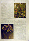 Old Antique Print 1915 Flowers Plants Fauna Anthurium Kew Gardens Lilies 20th