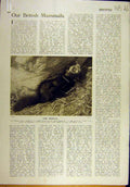 Original Old Vintage Print 1920 Polecat Animal Photo Badger Hedgehog 20th