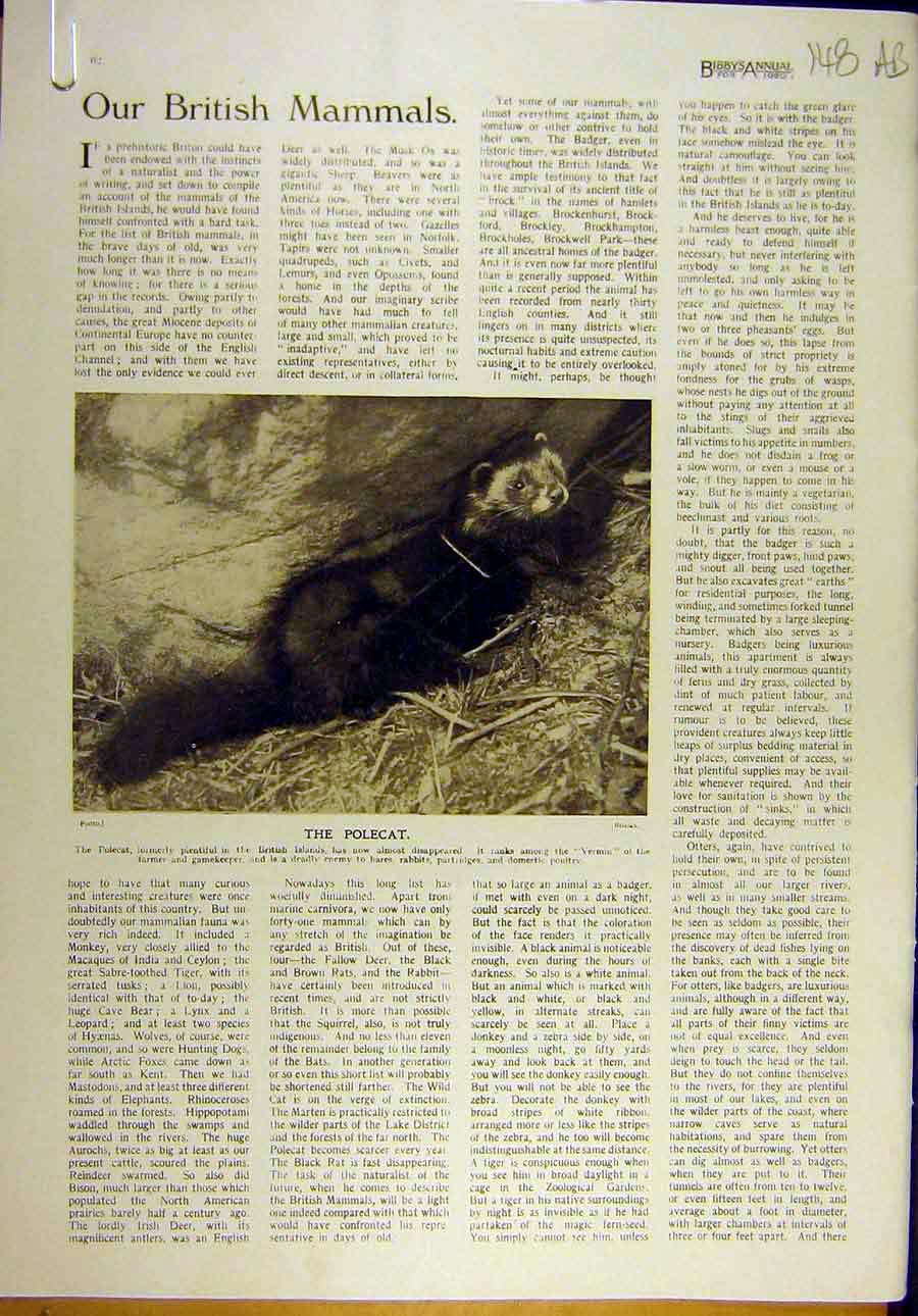 Original Old Vintage Print 1920 Polecat Animal Photo Badger Hedgehog 20th