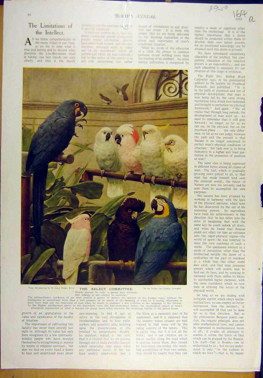 Old Antique Print 1913 Marks Committee Parrots Bird Gunning-King Father 20th