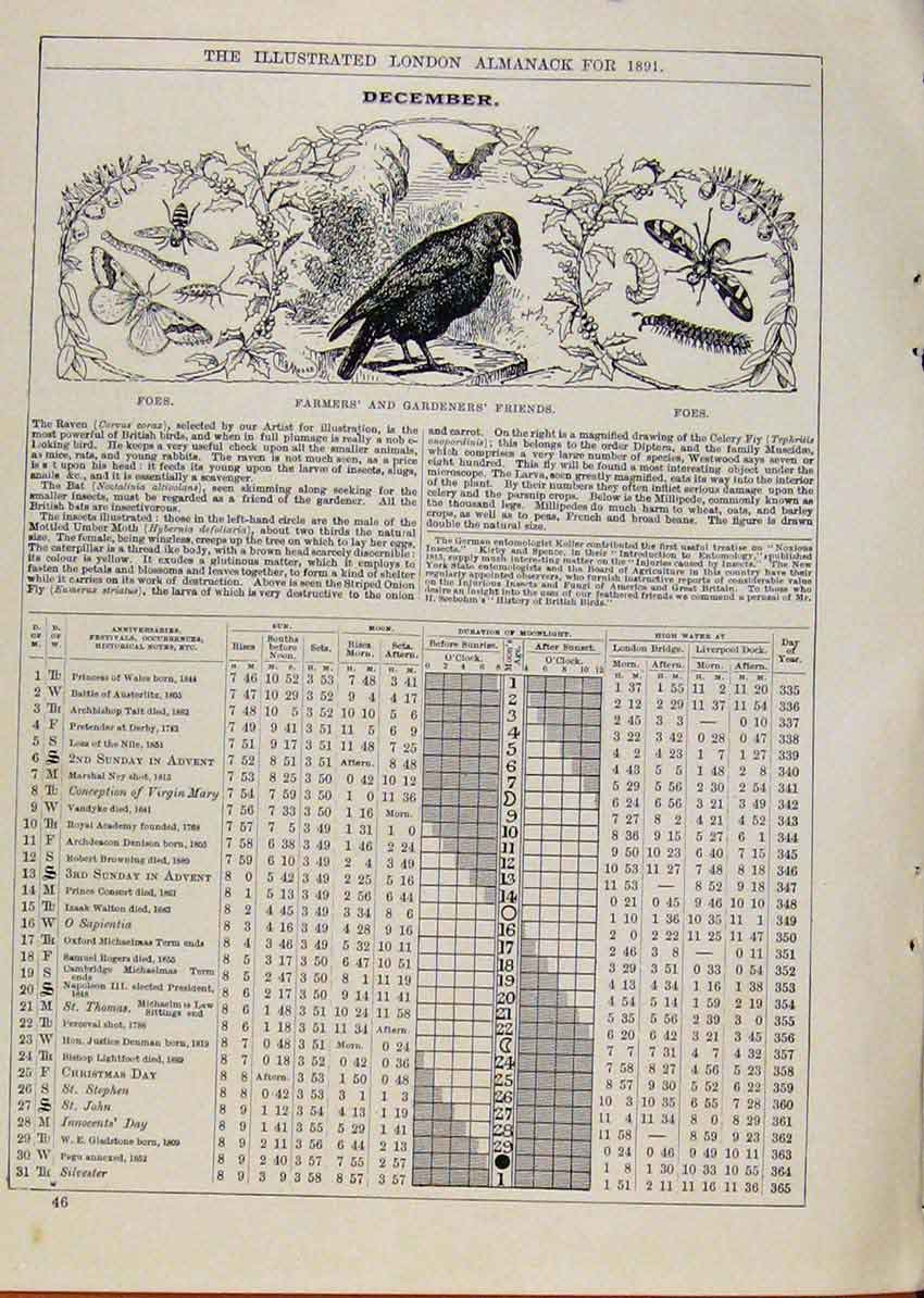 Original Old Antique Print Farmers Bird Butterfly 1891 December Events Diary