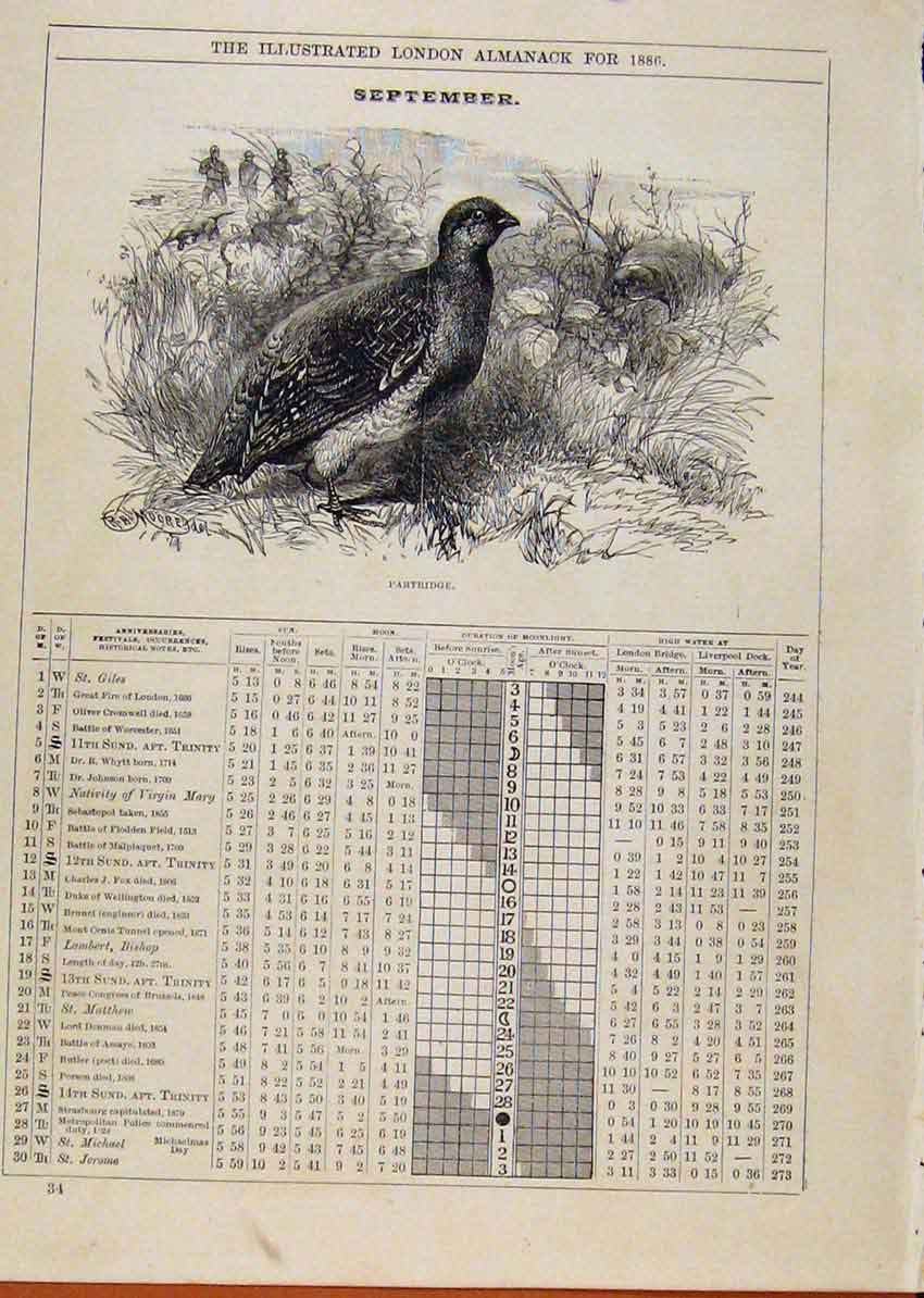 Original Old Antique Print London Almanack September 1886 Partridge Bird Sketch