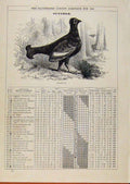 Original Old Antique Print London Almanack October 1886 Blackcock Bird Sketch
