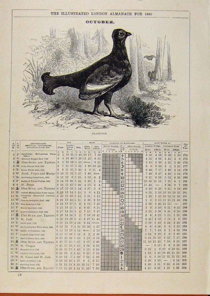 Original Old Antique Print London Almanack October 1886 Blackcock Bird Sketch