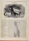 Original Old Antique Print 1886 Birds Ptarmigan November Events Diary Victorian