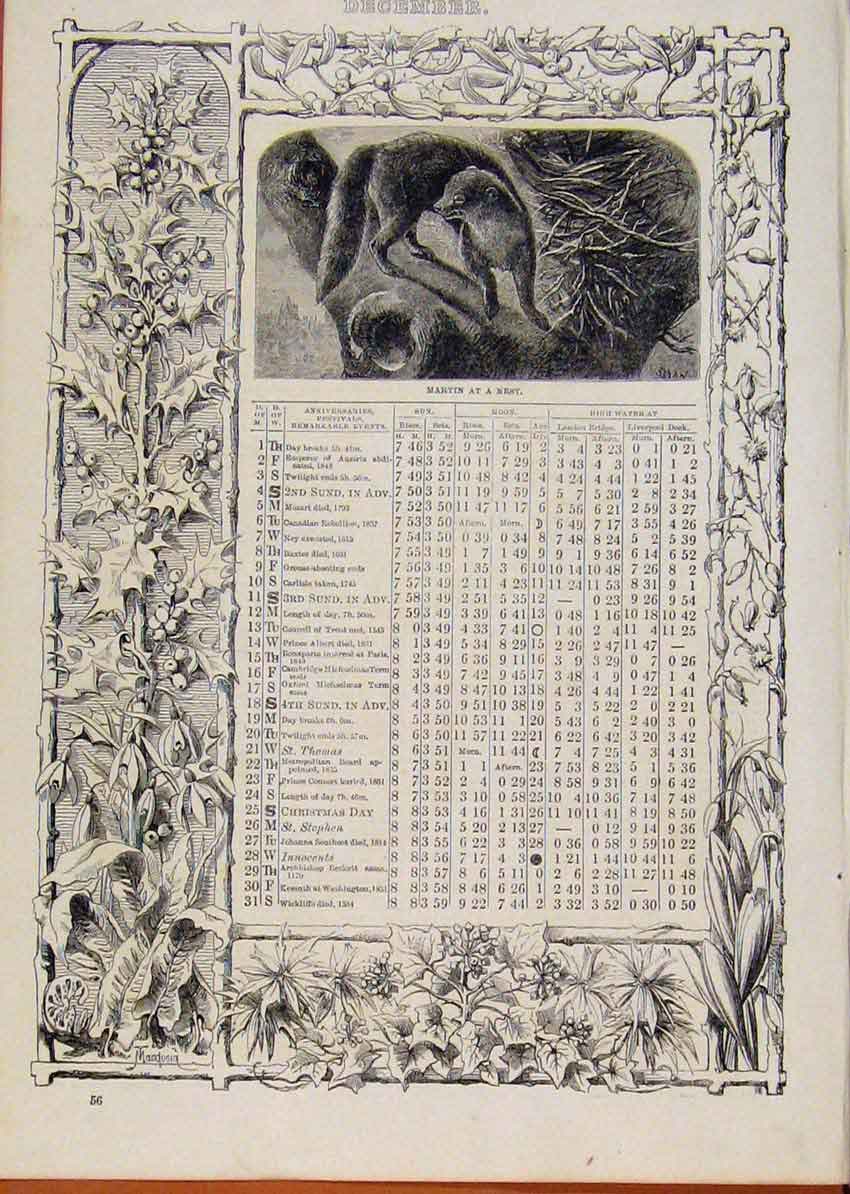Original Old Antique Print London Almanack December Martin At A Nest Sketch