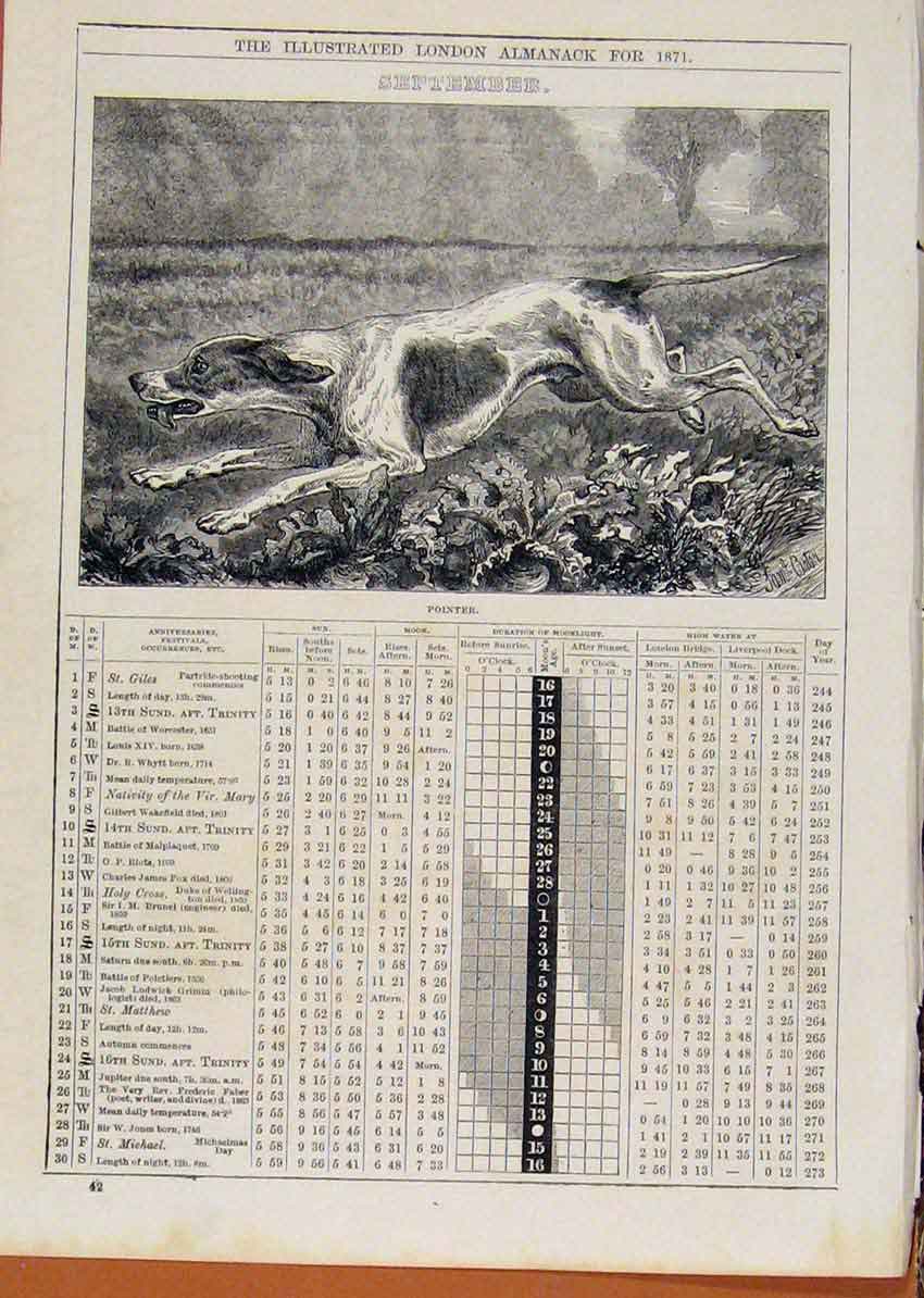 Original Old Antique Print London Almanack Pointer September 1871 Dog Hound 19th