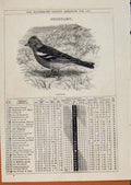 Original Old Antique Print London Almanack February 1875 Chaffinch Birds 19th