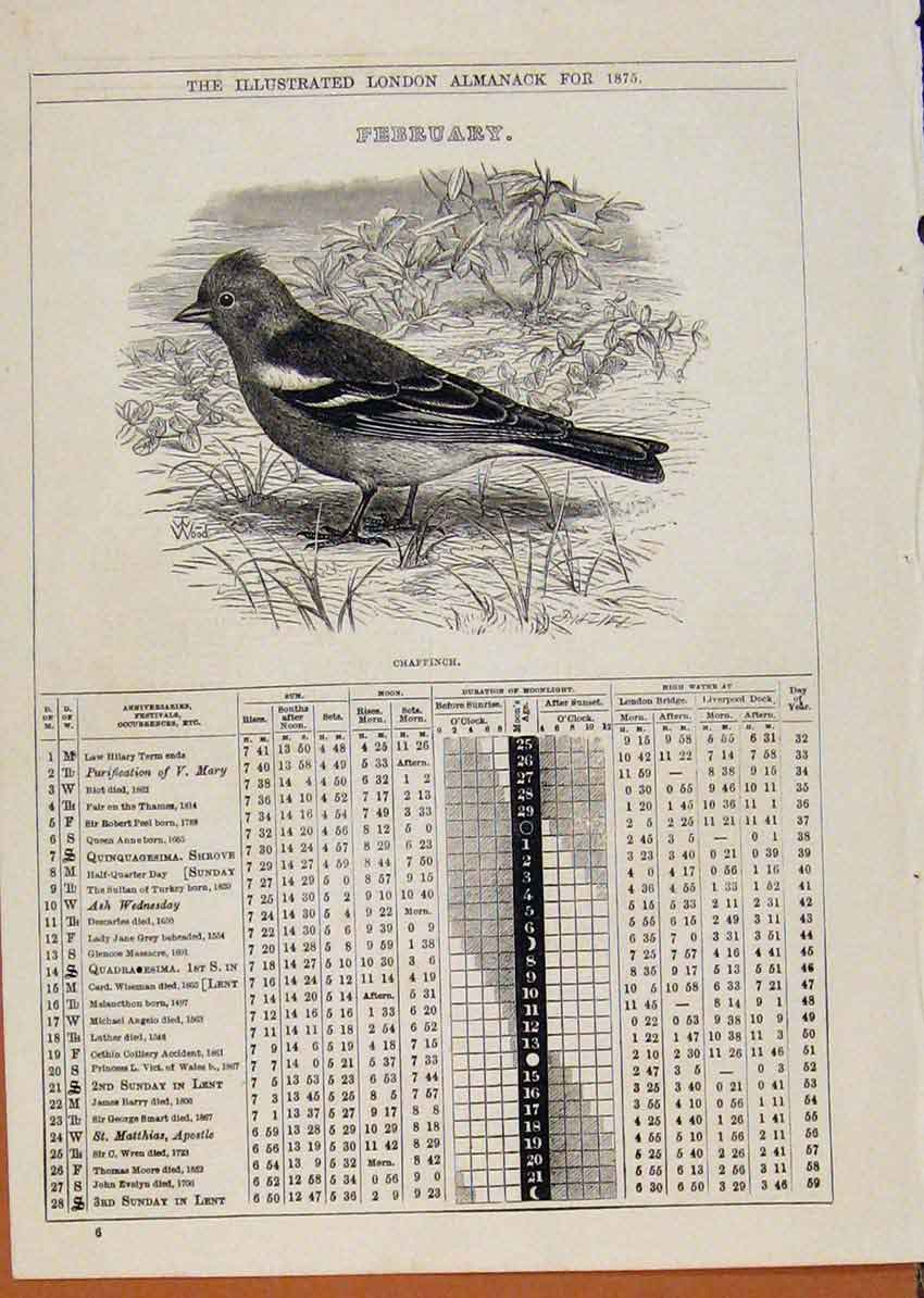 Original Old Antique Print London Almanack February 1875 Chaffinch Birds 19th