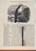 Original Old Antique Print London Almanack Nightingale April 1875 19th