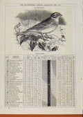 Original Old Antique Print Yellow-Hammer Bird 1875 August Events Diary Victorian