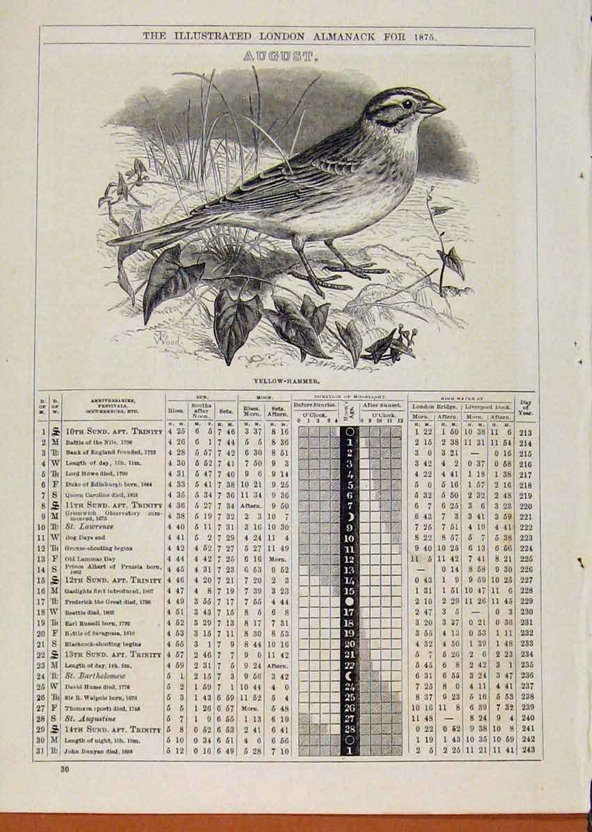 Original Old Antique Print Yellow-Hammer Bird 1875 August Events Diary Victorian