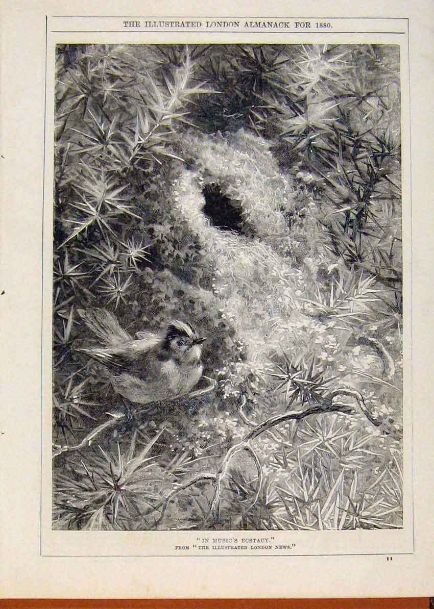 Original Old Antique Print London Almanack 1880 In Musics Ecstacy Birds Sing