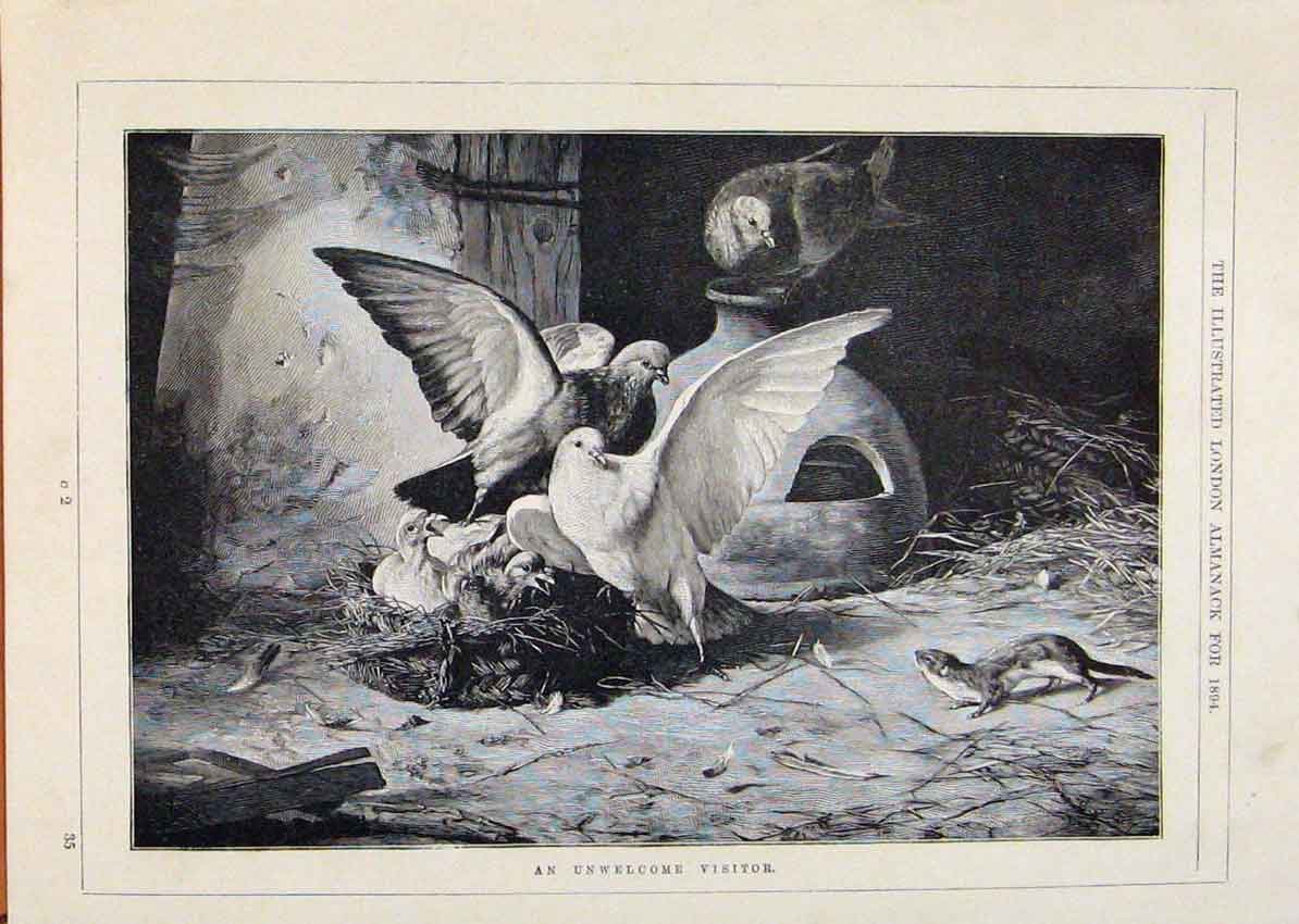 Original Old Antique Print London Almanack Un Welcome Visitor Badger And Birds