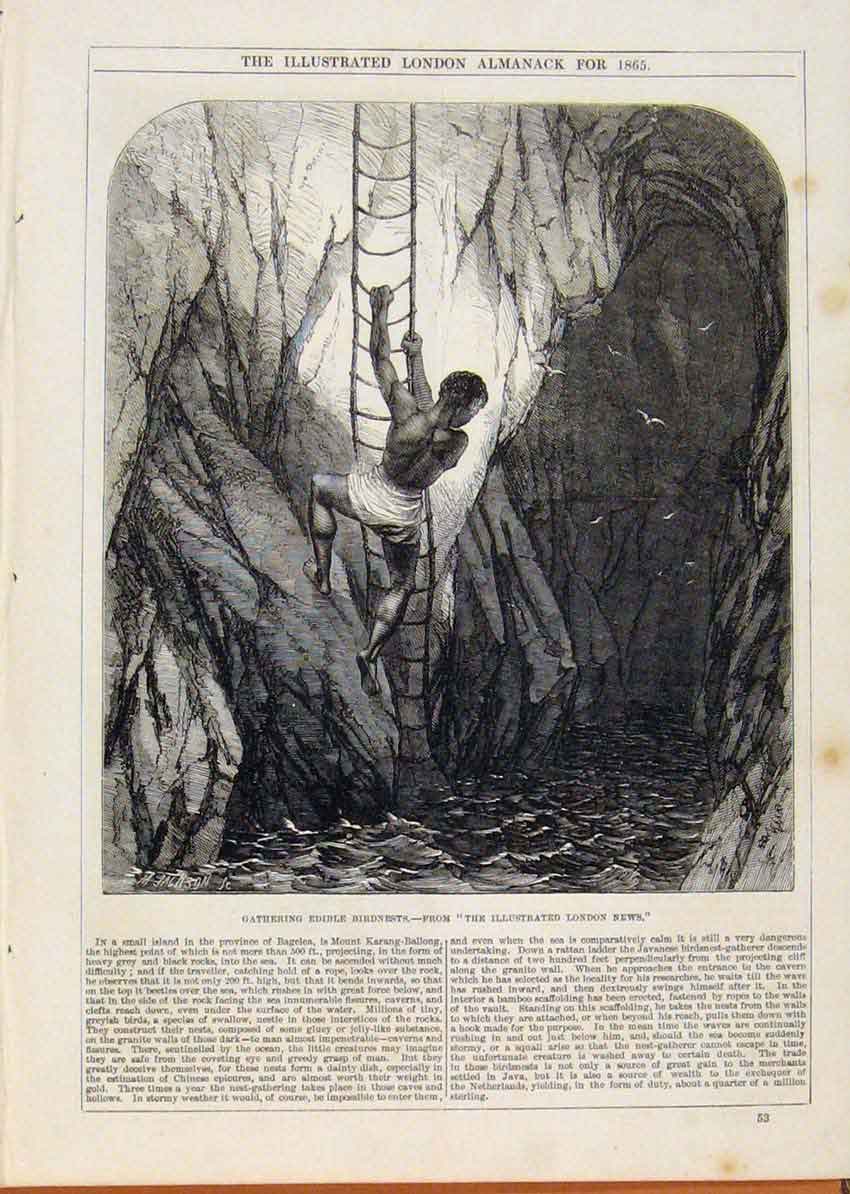 Original Old Antique Print London Almanack Gathering Edible Birdnests 1865 19th