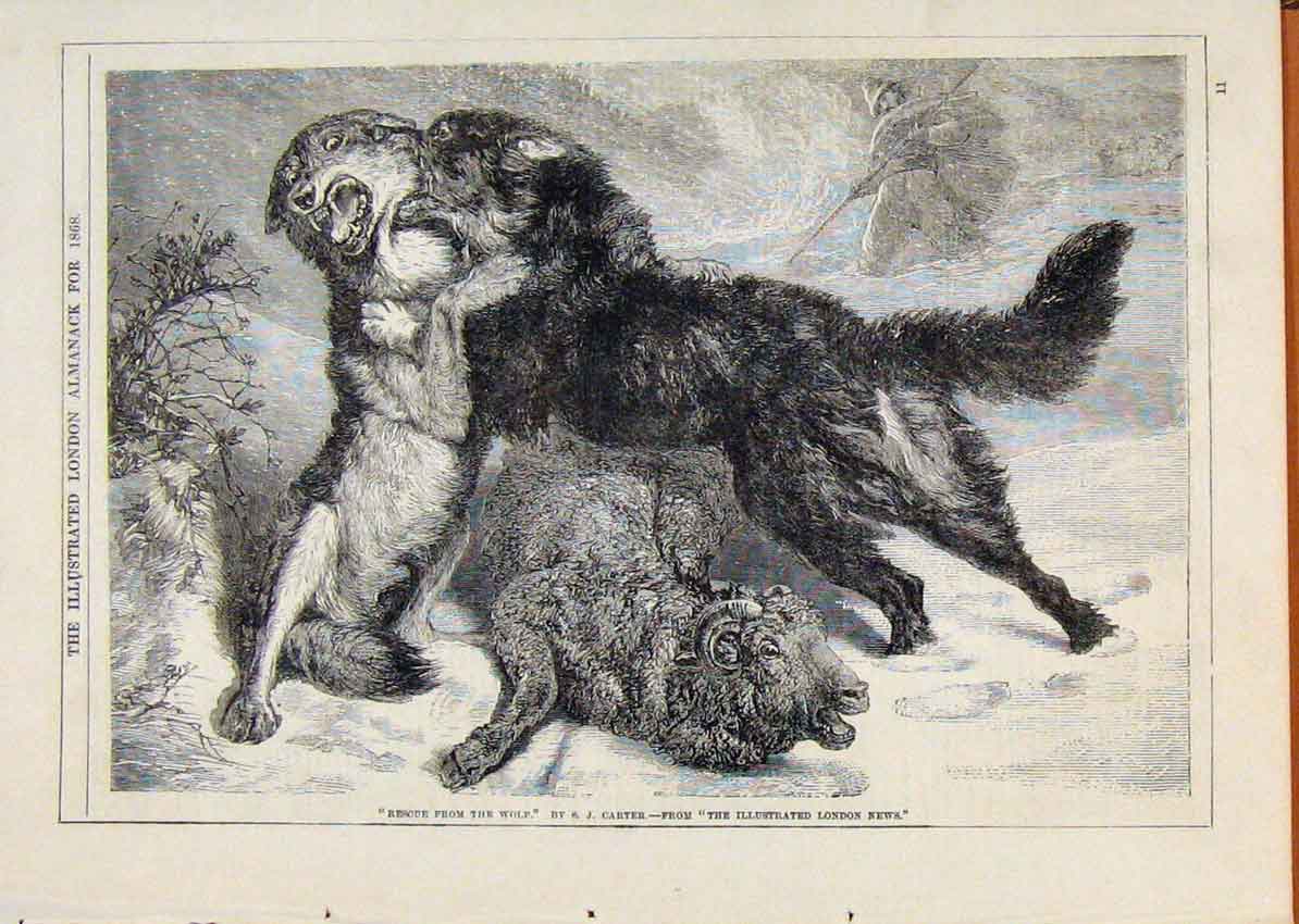 Original Old Antique Print London Almanack Rescue From Wolf By Carter 1868 19th