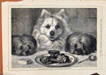 Original Old Antique Print London Almanack Great Expectations Dogs 1874 19th