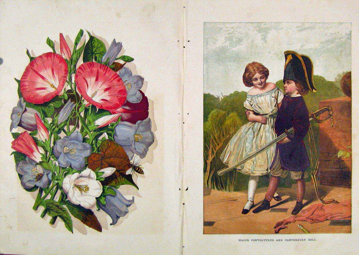 Original Old Antique Print Illustrated London Almanack Major Convolvulus Bell