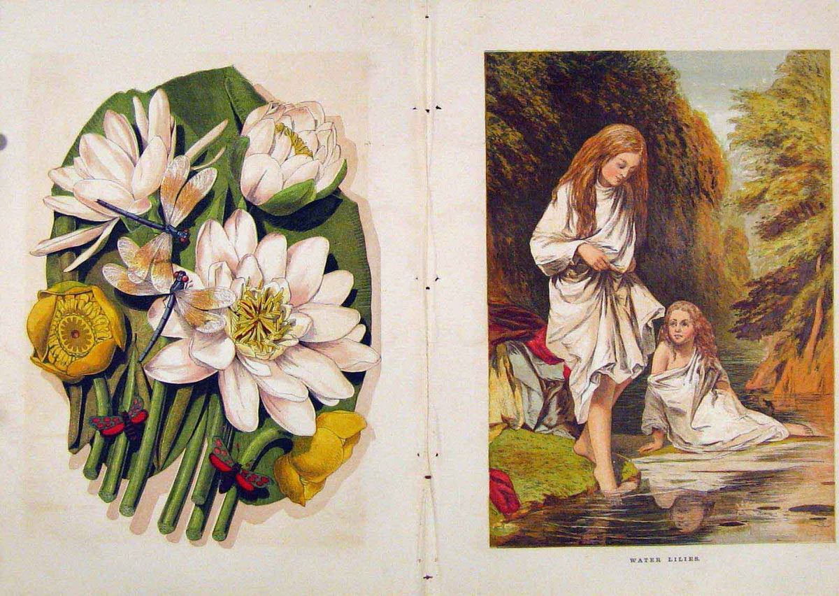 Original Old Antique Print Illustrated London Almanack Water Lilies Color