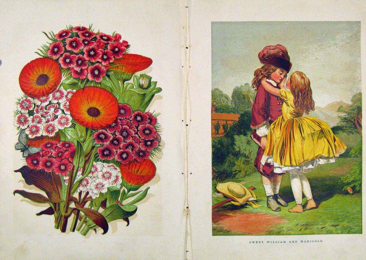 Original Old Antique Print Illustrated London Almanack Sweet William Mari
