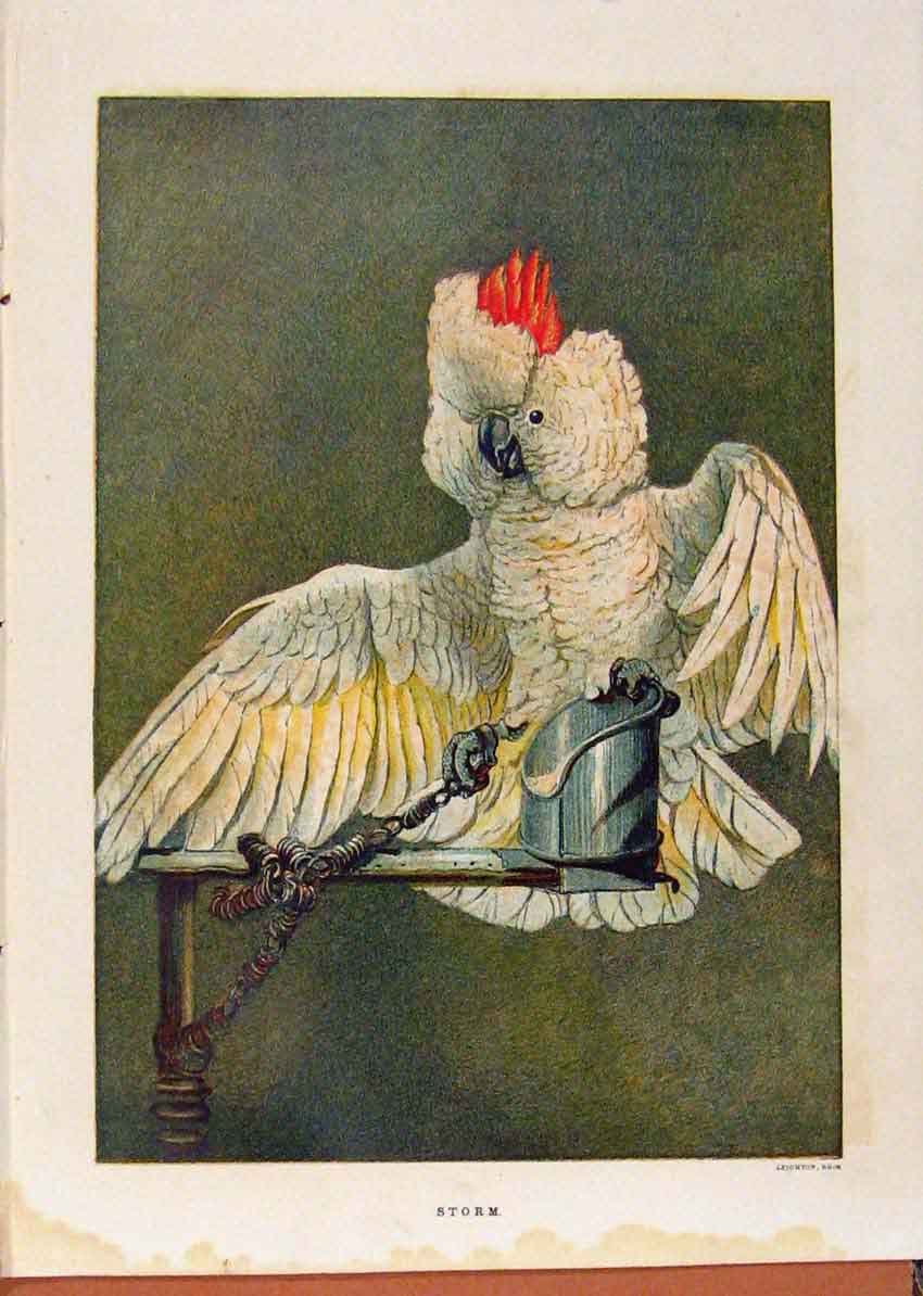 Original Old Antique Print Illustrated London Almanack Storm Cockateal 20th